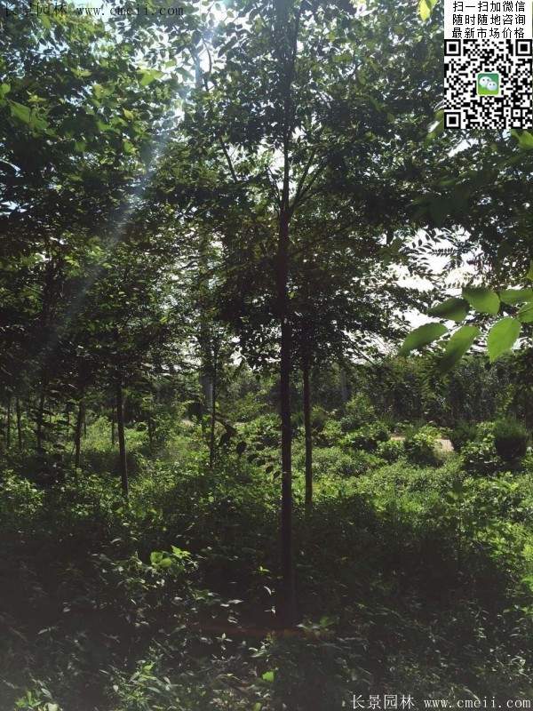 櫸樹哪里便宜？麻煩推薦一家大型，有誠信的單位！