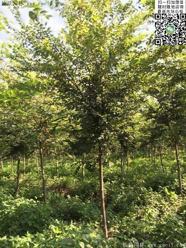 櫸樹哪里便宜？麻煩推薦一家大型，有誠信的單位！