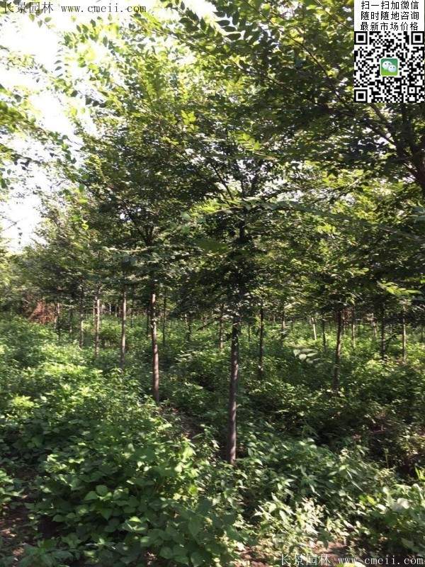 櫸樹哪里便宜？麻煩推薦一家大型，有誠信的單位！