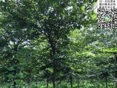 目前國內櫸樹哪里最多，你一定不知