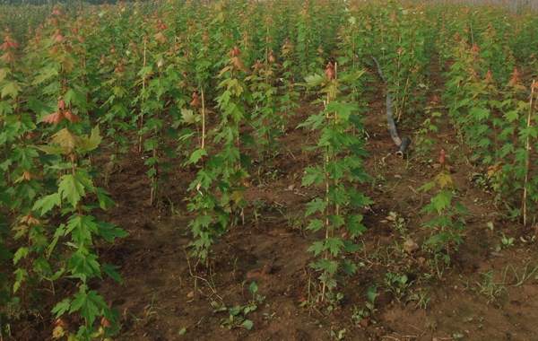 優(yōu)質(zhì)青楓樹(shù)