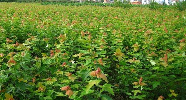 優(yōu)質(zhì)青楓樹(shù)