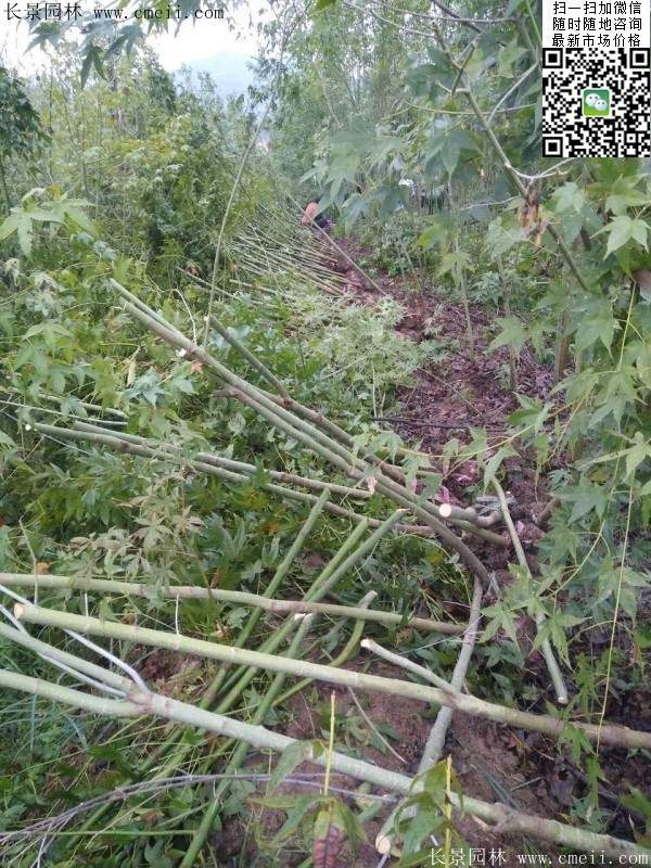 優(yōu)質(zhì)青楓樹(shù)