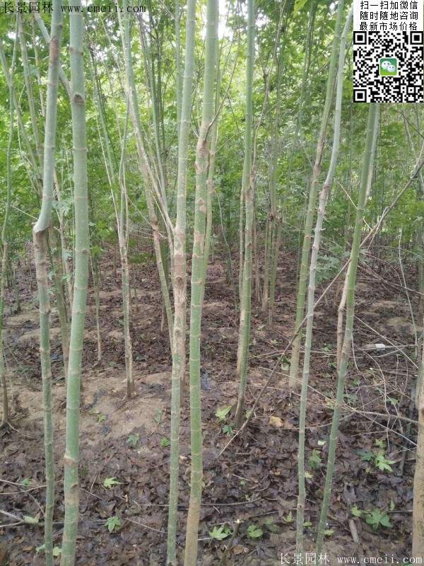 優(yōu)質(zhì)青楓樹(shù)