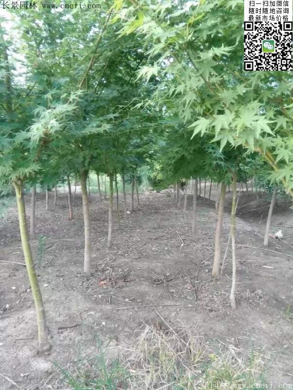 優(yōu)質(zhì)青楓樹(shù)