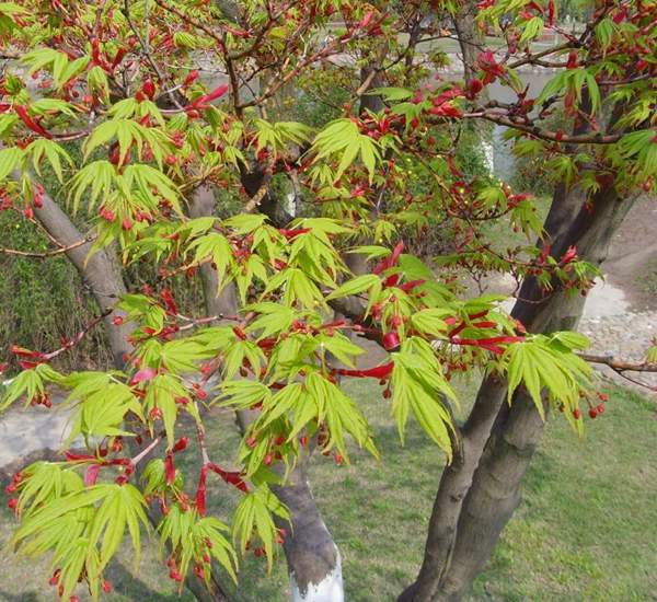 沭陽(yáng)青楓樹