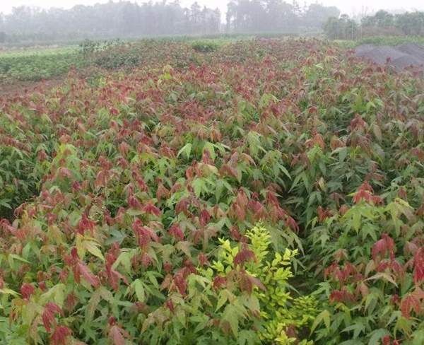 沭陽(yáng)青楓樹
