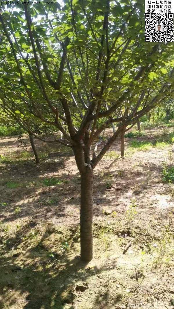 沭陽大規格的櫻花樹