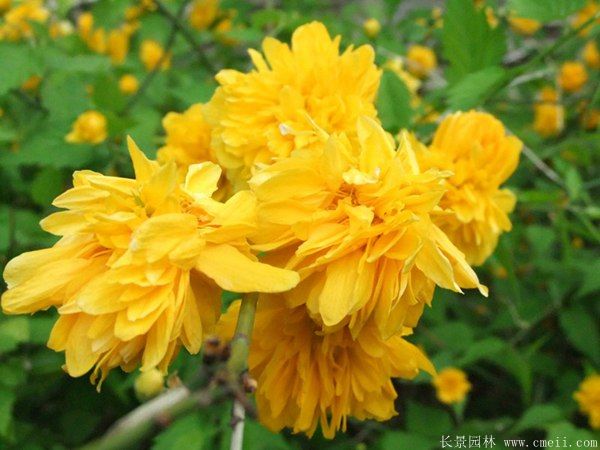 沭陽(yáng)棣棠價(jià)格