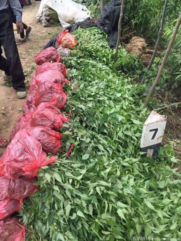 沭陽(yáng)棣棠價(jià)格