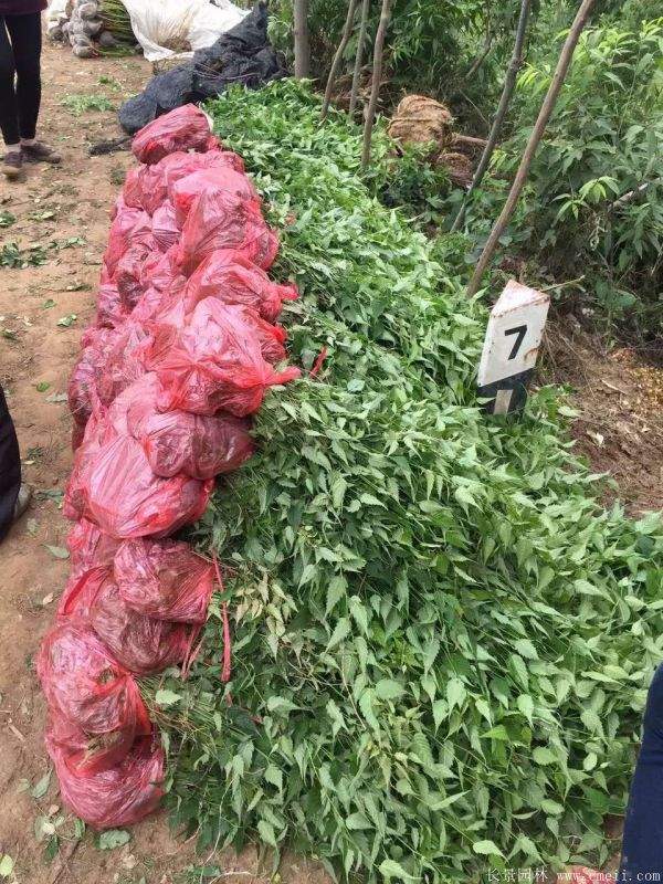 沭陽(yáng)棣棠價(jià)格