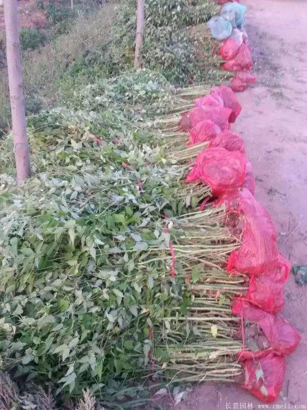 沭陽(yáng)棣棠價(jià)格