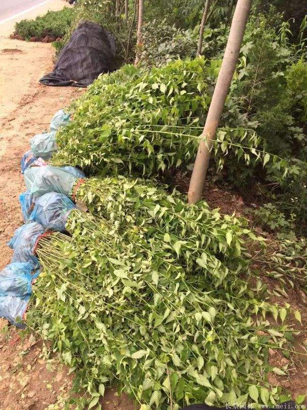 沭陽(yáng)棣棠價(jià)格