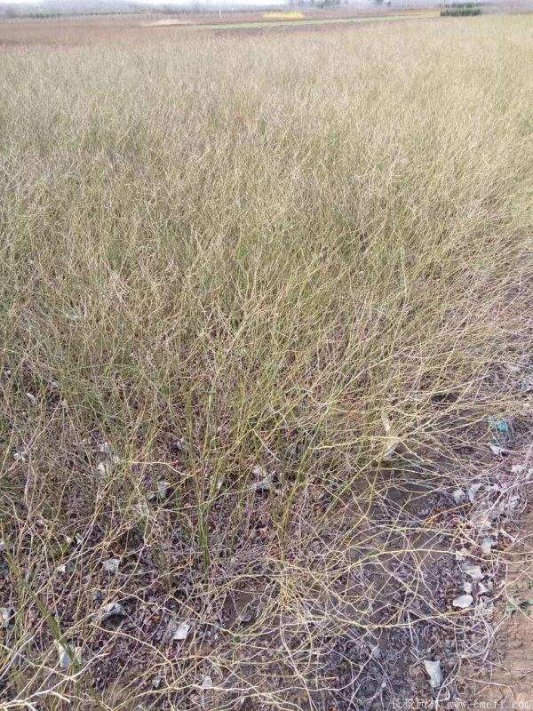 棣棠花產(chǎn)地