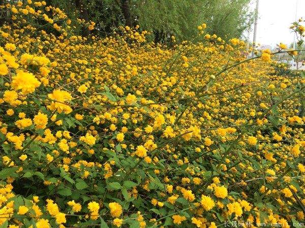 棣棠花產(chǎn)地