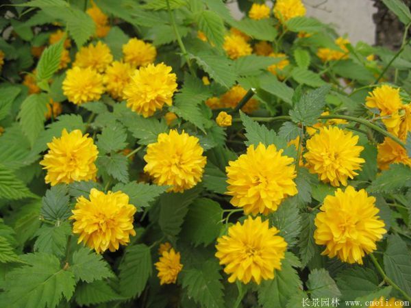 棣棠花產(chǎn)地