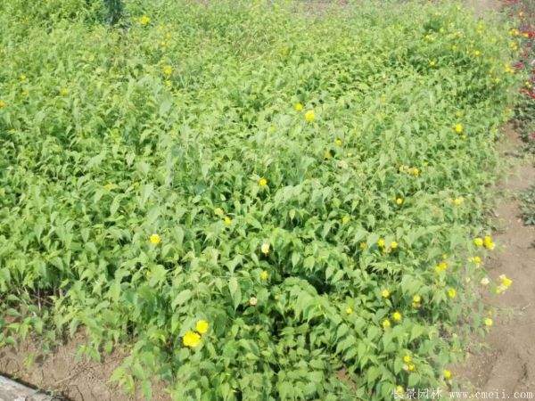 棣棠花產(chǎn)地