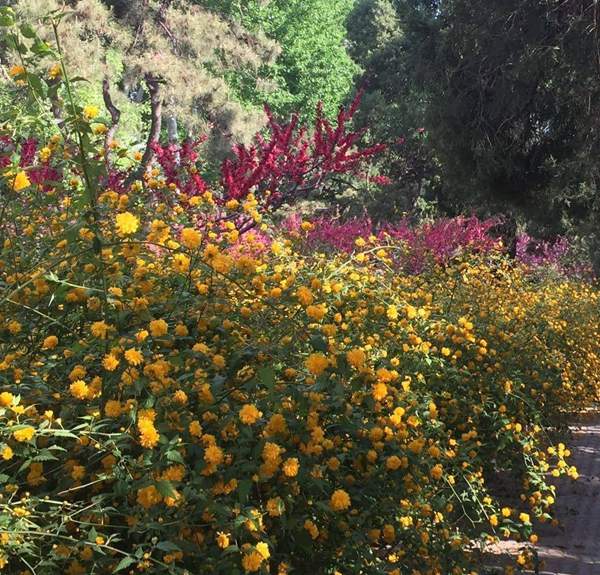 走道邊的棣棠花