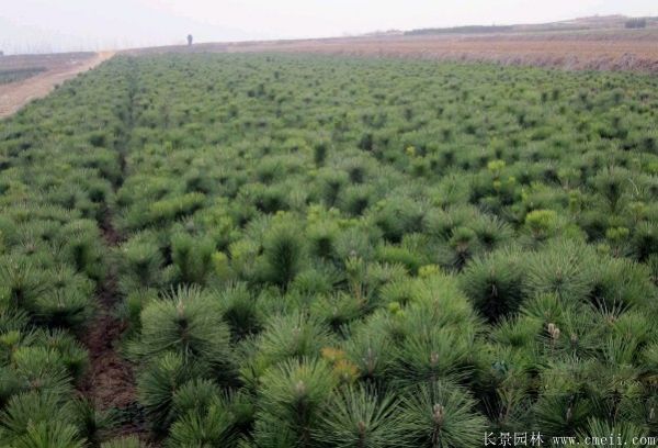 沭陽精品黑松 沭陽精品黑松