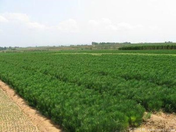 優質黑松樹 優質黑松樹