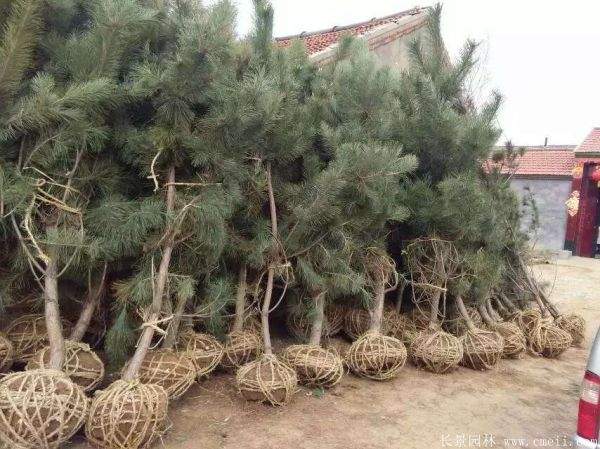 黑松造型 黑松造型