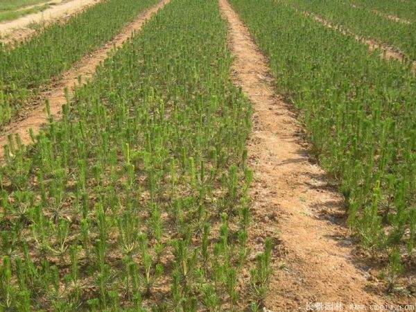 黑松小苗 黑松小苗