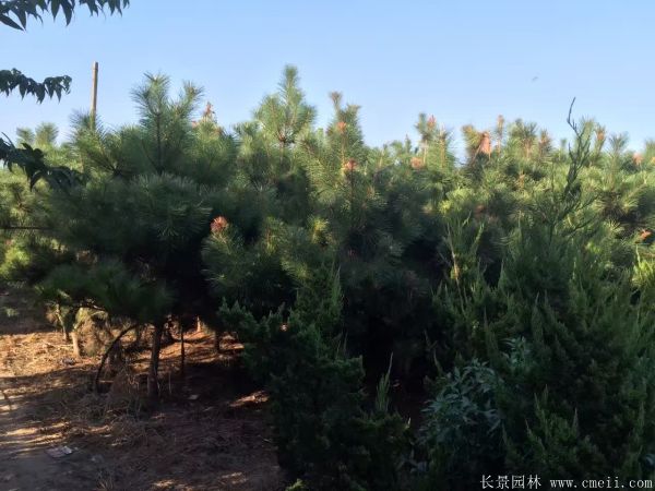 黑松移栽 黑松移栽