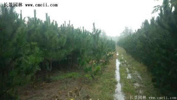 沭陽黑松苗、黑松樹 沭陽黑松苗、黑松樹