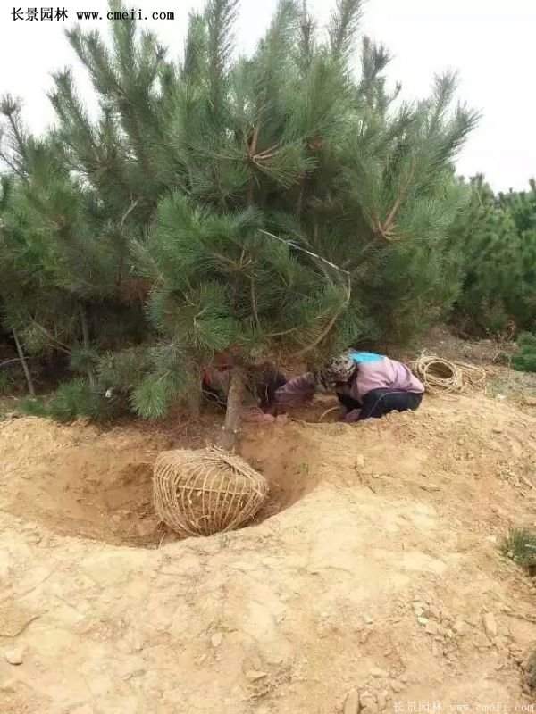 沭陽的黑松基地 沭陽的黑松基地
