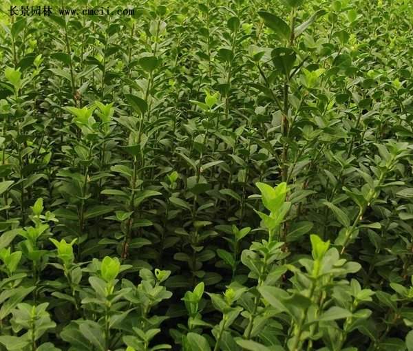 沭陽(yáng)扶芳藤價(jià)格