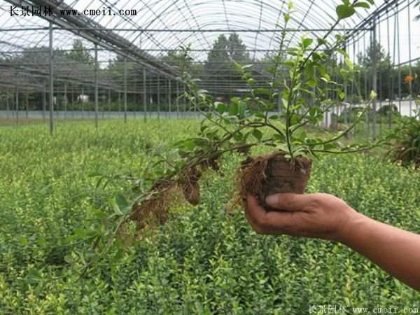 沭陽(yáng)扶芳藤價(jià)格