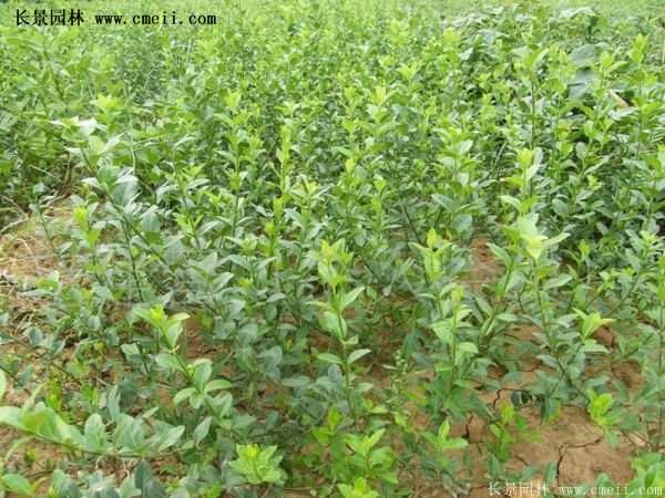 沭陽(yáng)扶芳藤價(jià)格