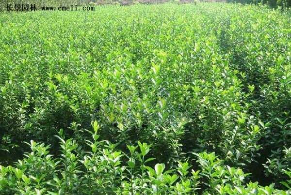 沭陽(yáng)扶芳藤