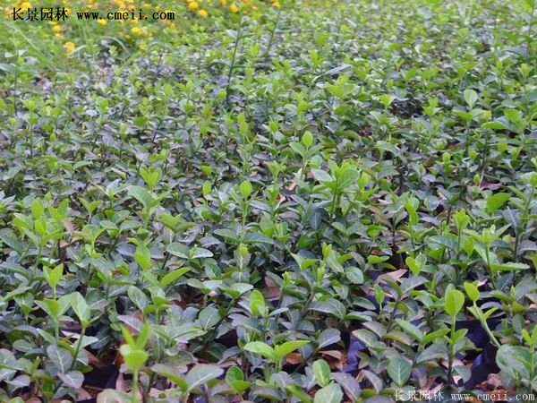 沭陽(yáng)扶芳藤