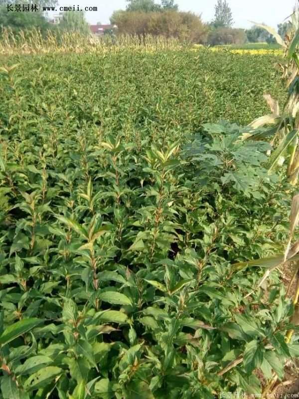 沭陽紅王子錦帶花