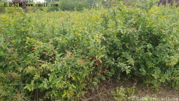 紅王子錦帶規格