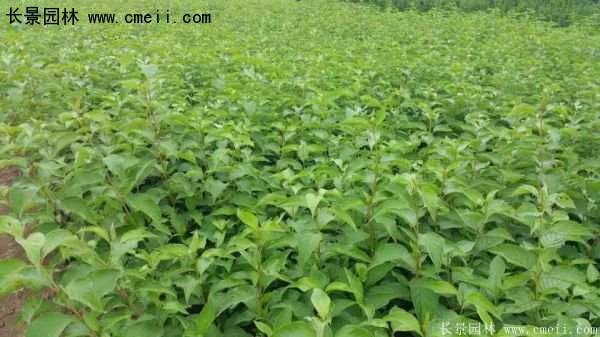 沭陽特價紅瑞木苗