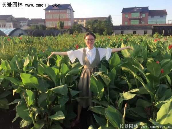 低價格，高質(zhì)量的美人蕉