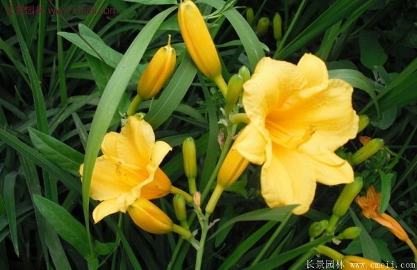 耐熱耐寒，花期超長的金娃娃萱草