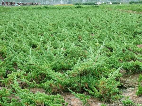 沭陽地柏規(guī)格