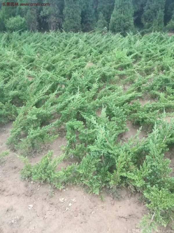 沭陽地柏規(guī)格