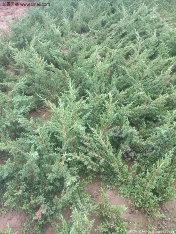 沭陽地柏的優(yōu)勢