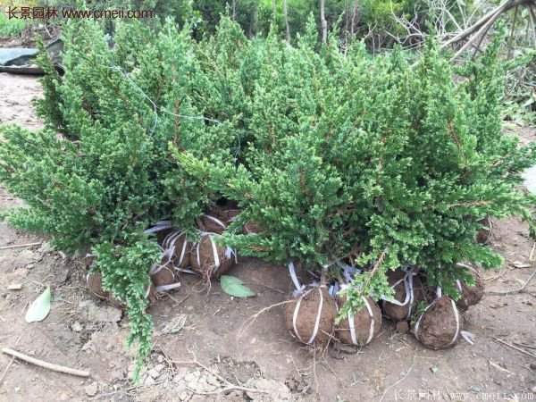 沭陽(yáng)地柏苗的價(jià)格