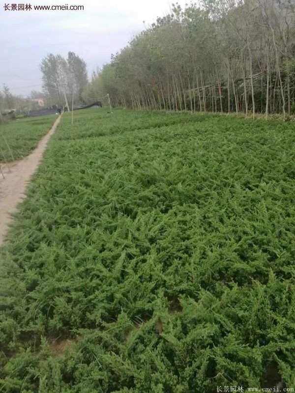 沭陽(yáng)地柏苗的價(jià)格