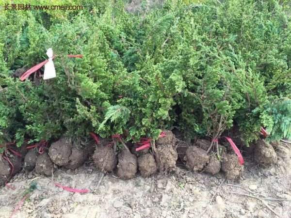 沭陽(yáng)地柏苗的價(jià)格