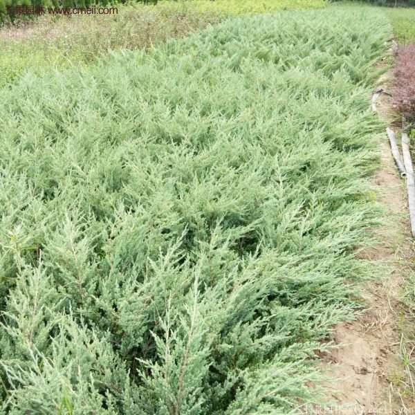 沭陽(yáng)地柏苗的價(jià)格