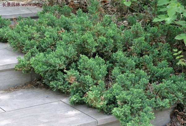 沭陽(yáng)地柏苗的價(jià)格