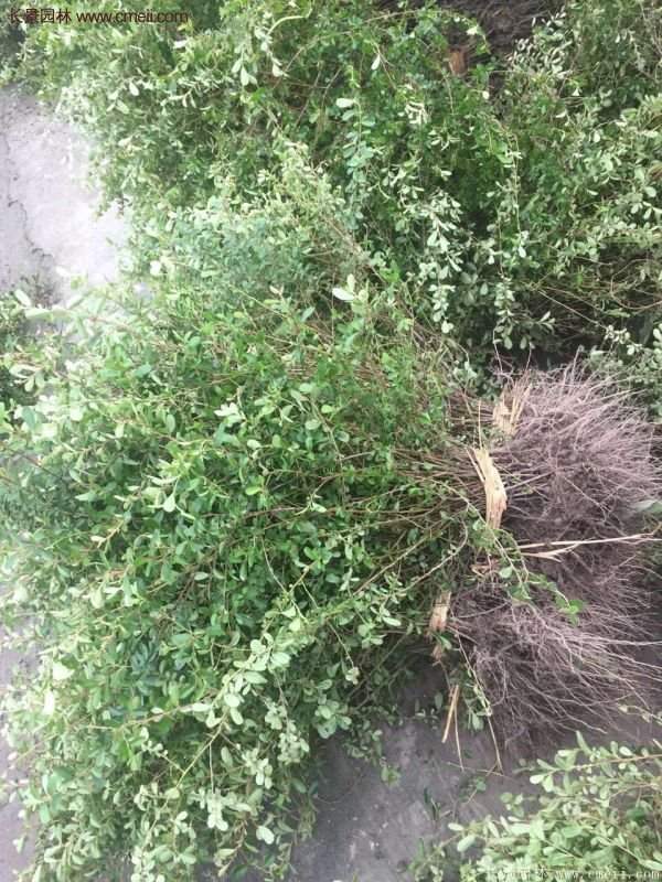 沭陽火棘球 沭陽火棘球