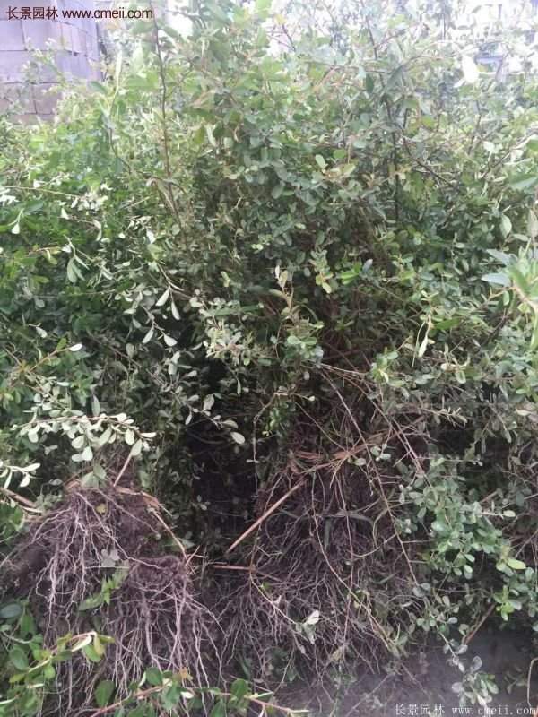 沭陽火棘球 沭陽火棘球