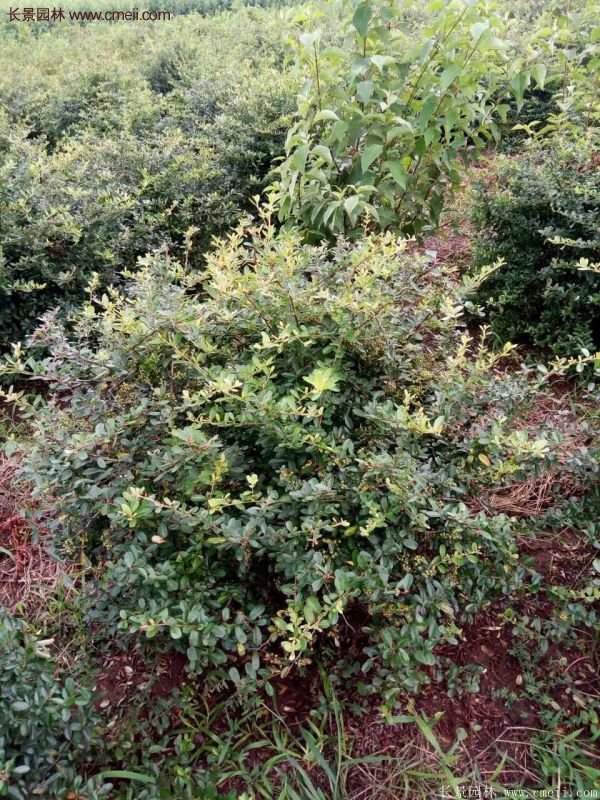 沭陽火棘苗、火棘球